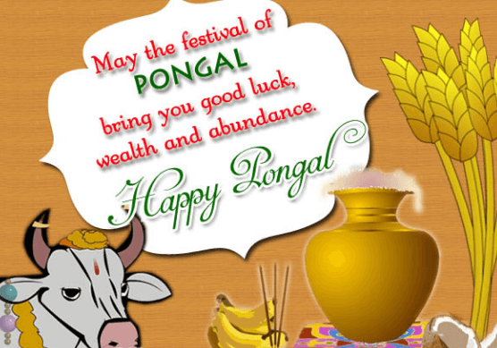 Pongal Greetings