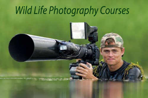 Wild-Life-Photography-Courses-Details