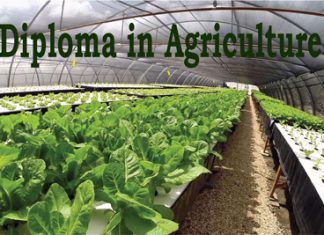 Diploma in Agriculture