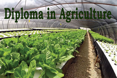 Diploma in Agriculture