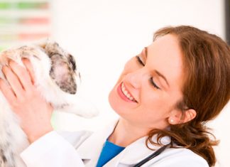 Veterinary Doctor Career