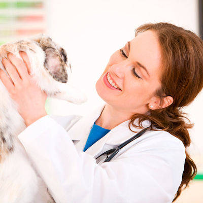 Veterinary Doctor Career