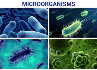 Microorganisms